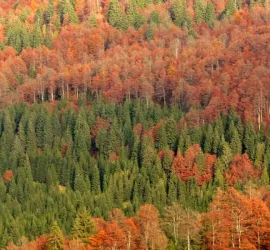 I 10 boschi più belli d'Italia