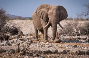 Etosha National Park, Namibia: dove si trova, quando andare e cosa vedere