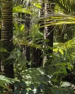 Foresta Amazzonica Peruviana