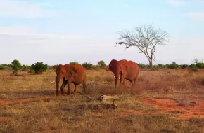 Safari allo Tsavo National Park, Kenya: quando andare e cosa vedere