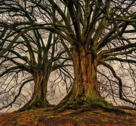Classifica alberi più vecchi del mondo