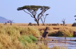 Parco Nazionale del Serengeti, Tanzania: dove si trova, quando andare e cosa vedere