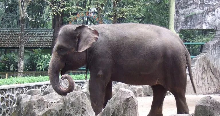 Sumatra Elephant Ragunan Zoo 3