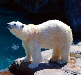 15 Zoo più grandi e belli del mondo - Classifica ufficiale