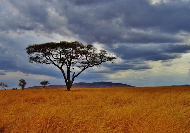 acacia albero safari serengeti