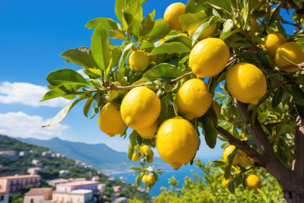 amalfi il paradiso dei limoni un giardino di sole