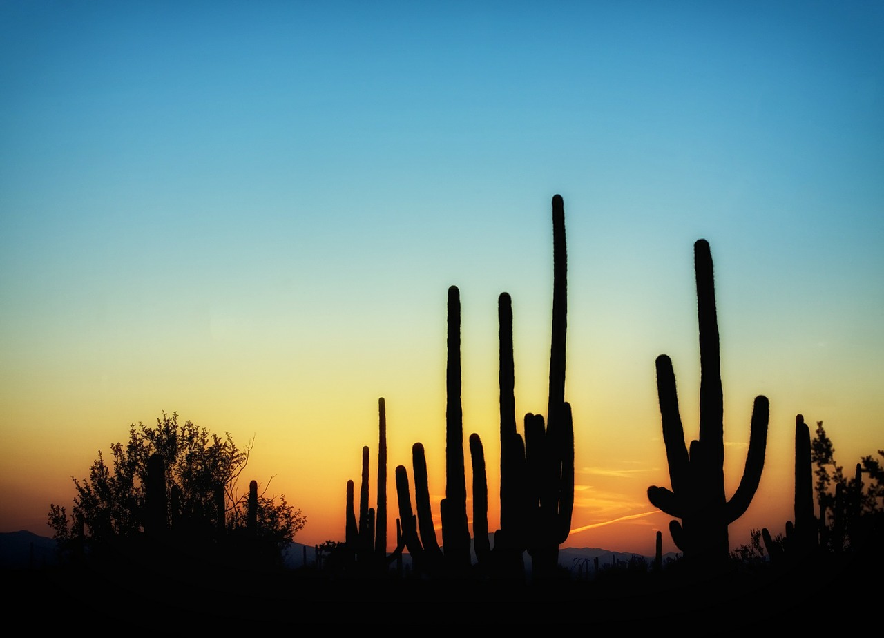 arizona cactus saguaro tramonto