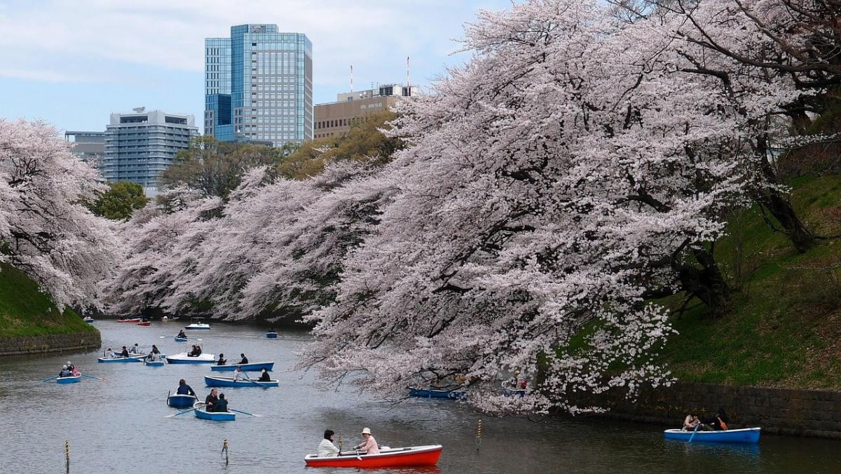 barca fiori di ciliegio parco fiume 1