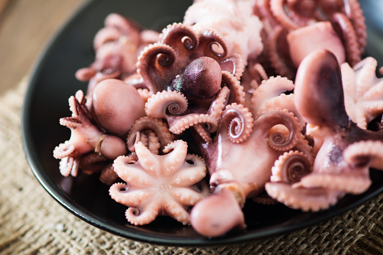 boiled small octopus plate