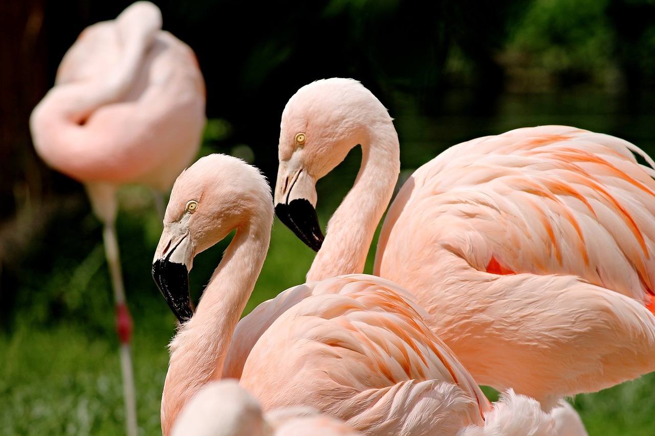 fenicotteri uccelli rosa