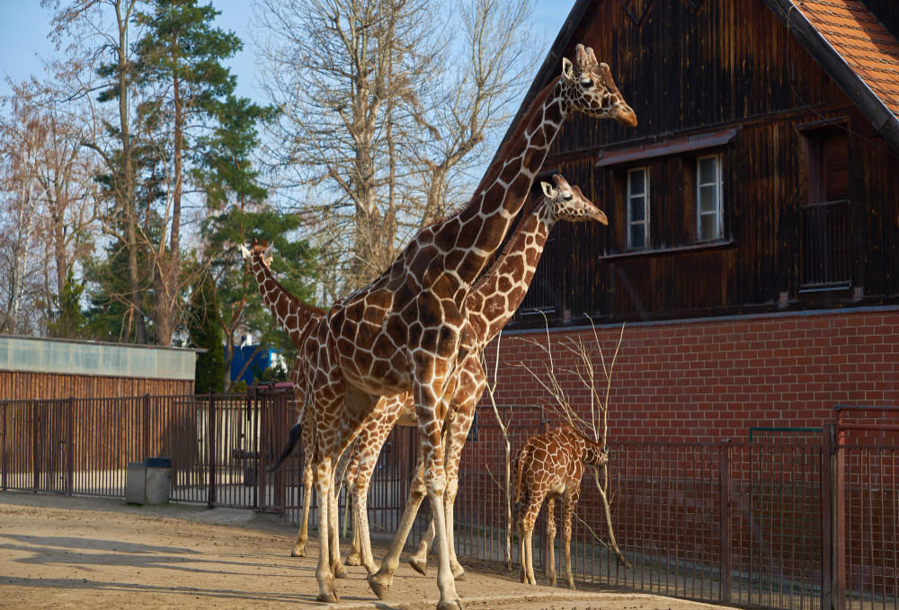 giraffe family wroclaw zoo