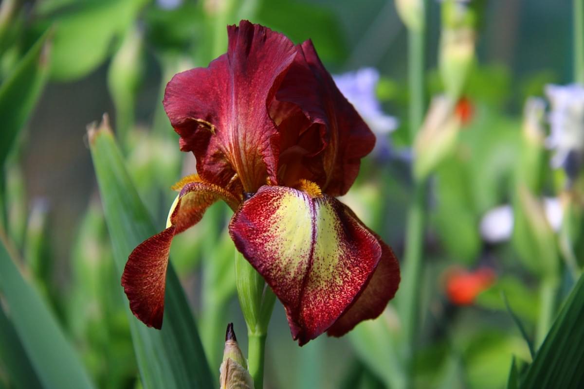 iris fiori bordeaux giardino natura 1