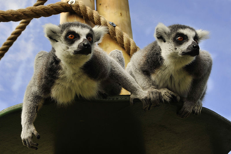 lemurs at drusillas park