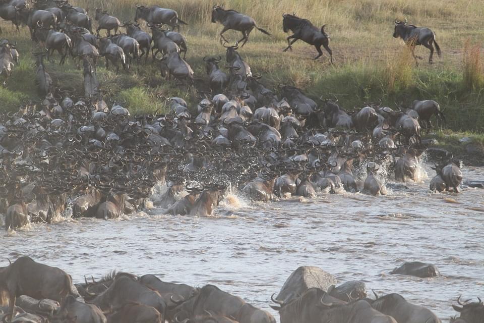 migrazioni masai mara kenya