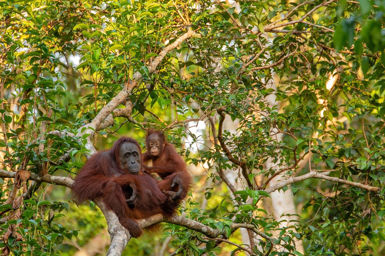orangutan madre animale mammifero
