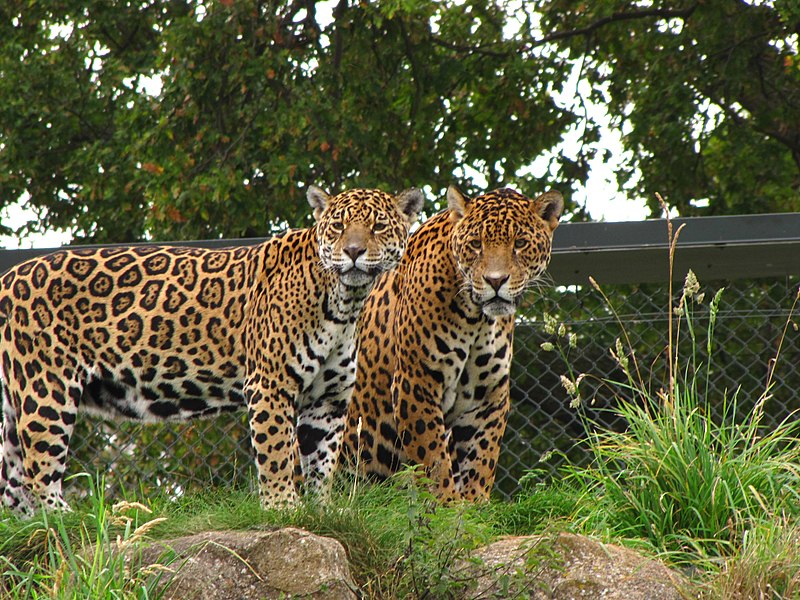 panthera onca chester zoo cheshire england 8a 2