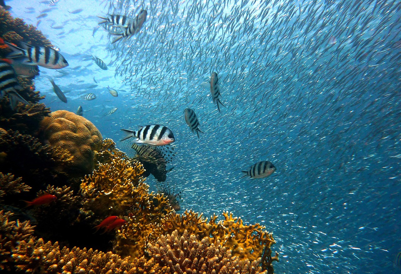 pesce sottacqua coralli mare