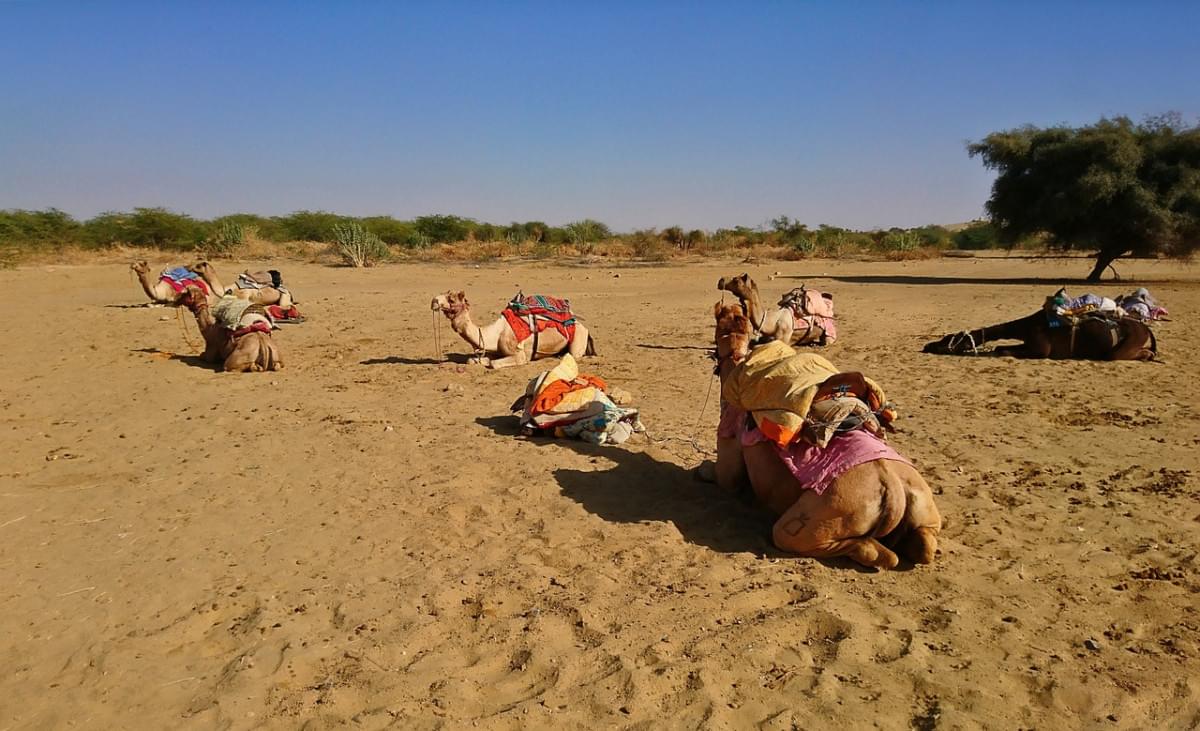 sabbia deserto cammello avventura