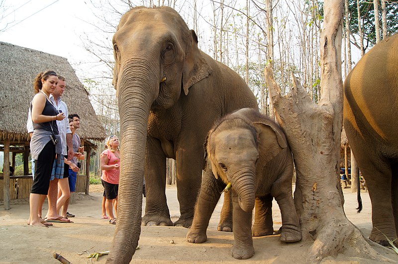 santuario degli elefanti chiang mai