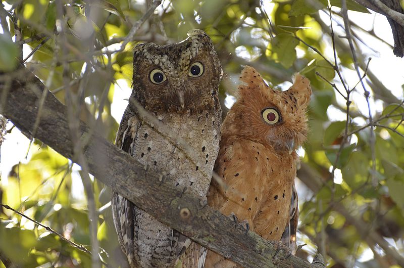 sokoke scops owl pair in arabuko sokoke forest