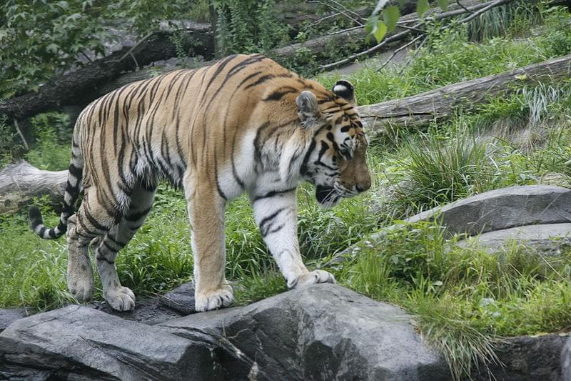 tigrre nel bronx zoo
