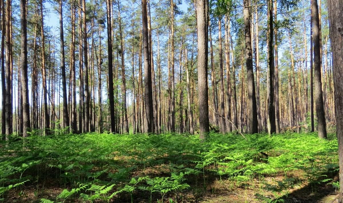 ucraina foresta area verde