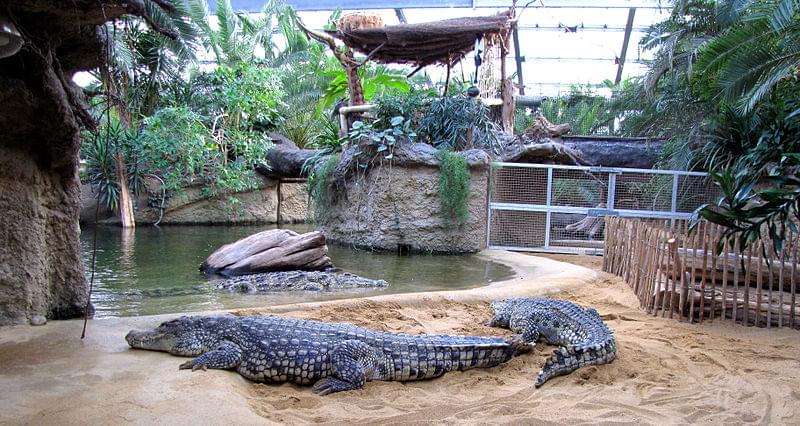 zoo koeln hippodom crocodylus niloticus