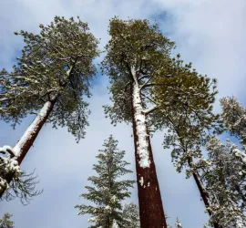 Classifica alberi più alti del mondo