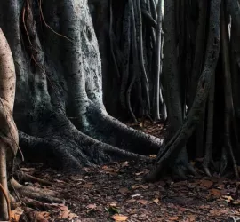 Gli alberi più strani del mondo