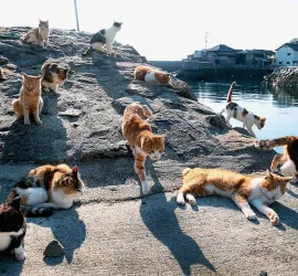 Cat Islands: le 5 isole dei Gatti nel Mondo