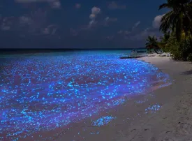 La spiaggia di Vaadhoo: il Mare delle Stelle nelle Maldive