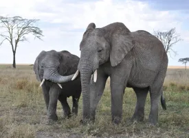 Quando andare in Tanzania: clima e periodo migliore per un safari