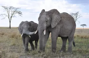 Quando andare in Tanzania: clima e periodo migliore per un safari