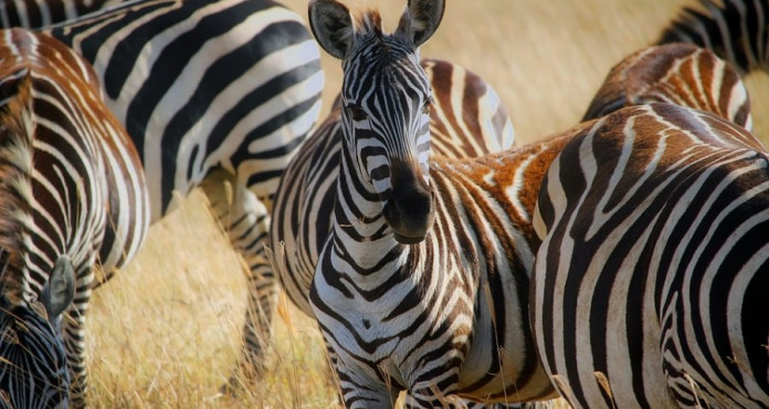 Africa Zebre Mandria Safari