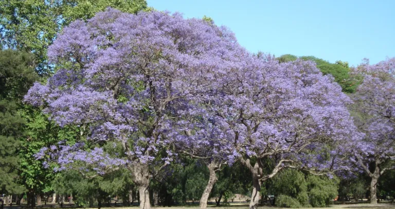 Alberi Fiore Parco Argentina