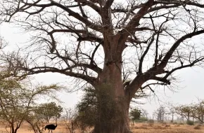 Safari in Senegal: prezzi, quando andare e dove