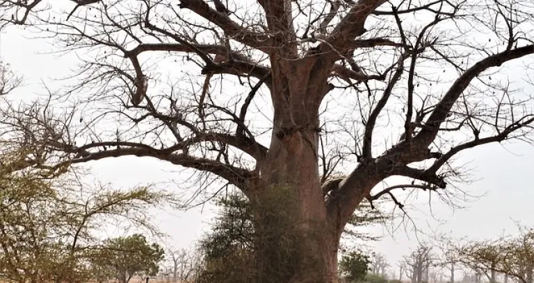 Albero Majestic Africa Selvaggio