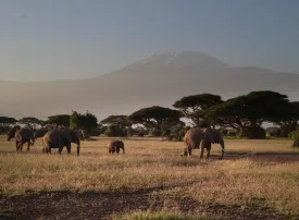 Safari in Kenya: prezzi, quando andare e dove