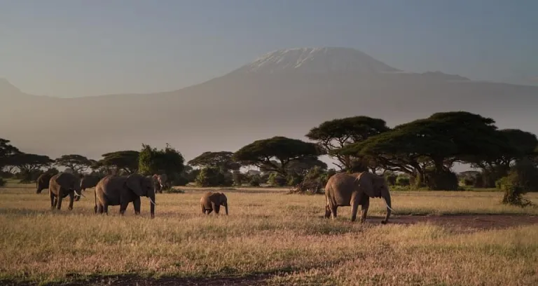 amboseli kilimangiaro kenya