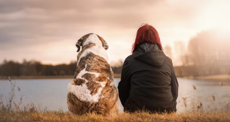 Amici Cane Animale Domestico 1