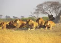 Safari in Mozambico