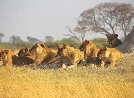 Safari in Mozambico: prezzi, quando andare e dove