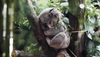 Healesville Sanctuary