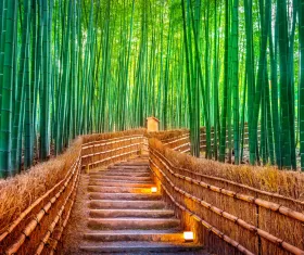 Foresta di Bambù di Arashiyama