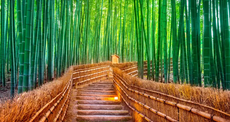 Bamboo Forest Kyoto Japan 1