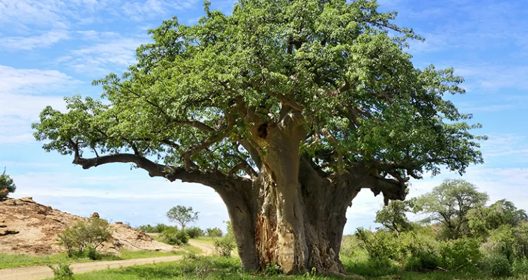 Baobab Tree Adansonia Digitata