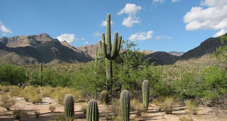 Bear Canyon Trail At Sabino Canyon