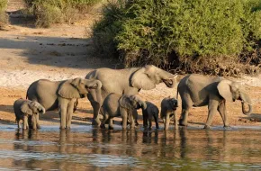 Chobe National Park, Botswana: dove si trova, quando andare e cosa vedere