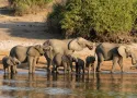 Safari in Botswana