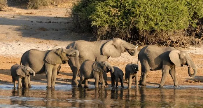Botswana Elefante Chobe Riverside